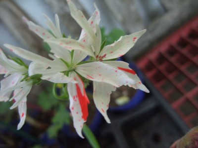DSCF6400.JPG