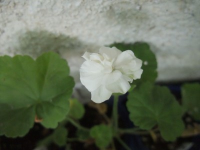 DSCF6430.JPG