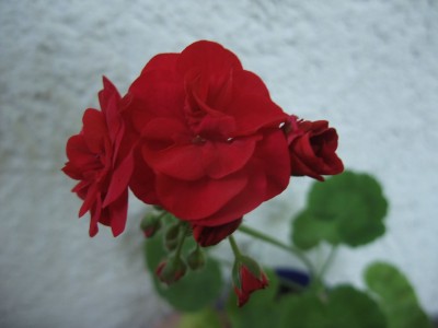 DSCF6398.JPG