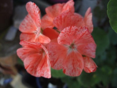 DSCF6385.JPG