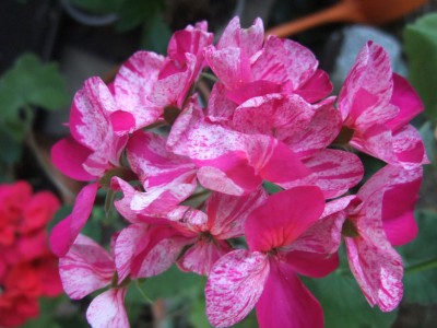 DSCF6363.JPG