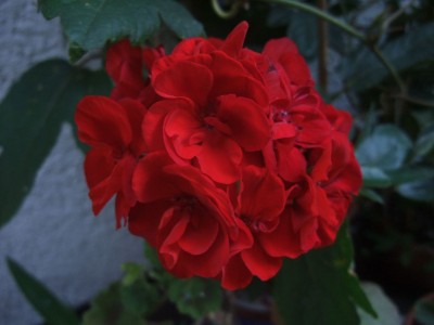 DSCF6368.JPG