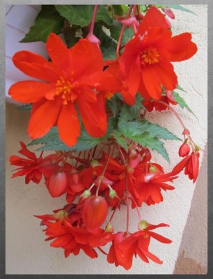 Begonie.JPG