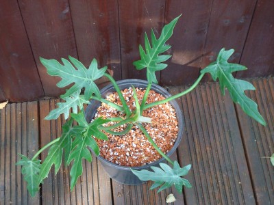 Philodendron radiatum (1).JPG