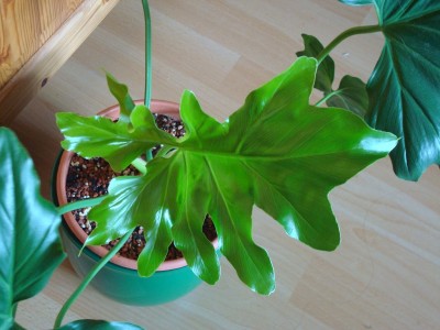 Philodendron selloum (2).JPG