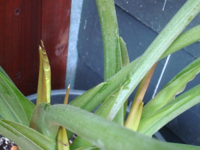 Alocasia wentii.JPG