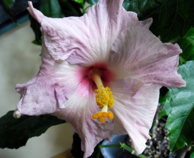 T.Lavender-Frolic_9.11.2012.jpg