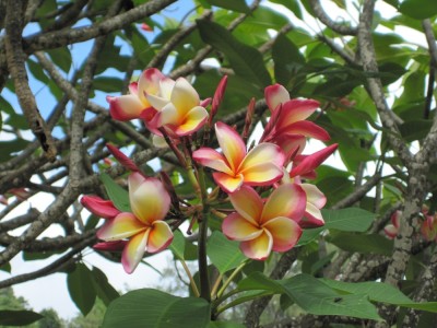 IMG_0311kl.jpg