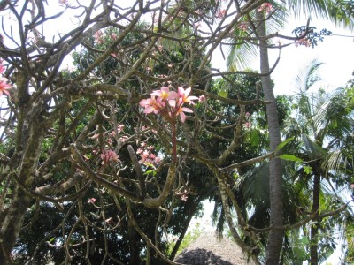 IMG_2599kl.jpg