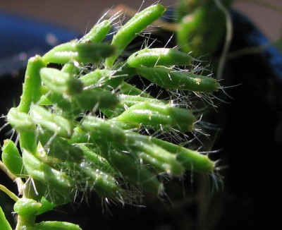 Rhipsalis Spitze.jpg