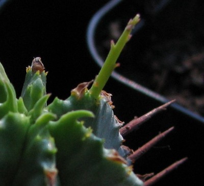 Euphorbia Austrieb.jpg