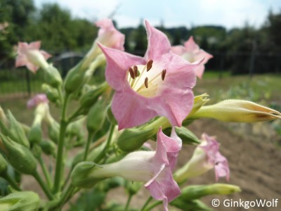 Nicotiana_tabacum.JPG