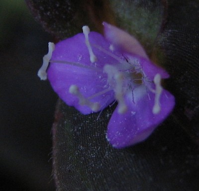 Blüte Tradeskantie 02.jpg