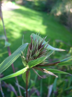 Pflanzen 053.jpg