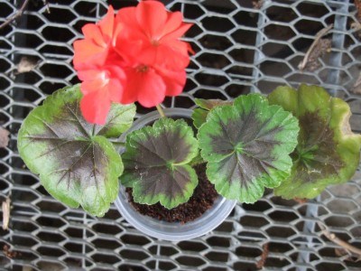 DSCF6489.JPG