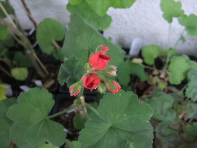 DSCF6482.JPG