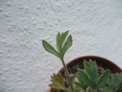 DSCF6514.JPG