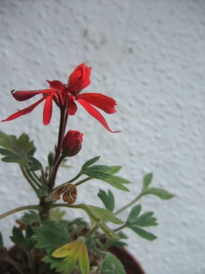 DSCF6512.JPG