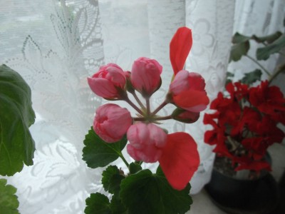 DSCF6508.JPG