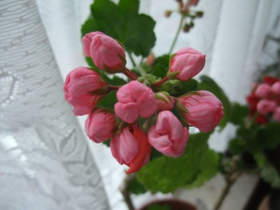 DSCF6506.JPG