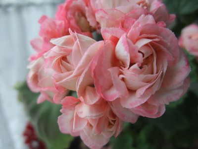 DSCF6510.JPG