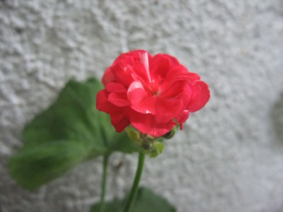 DSCF6445.JPG