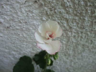 DSCF6433.JPG