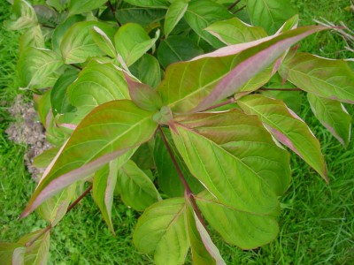 Blütenhartriegel 1007.jpg