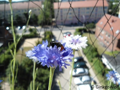 Balkon_13_07_24_hummel.JPG