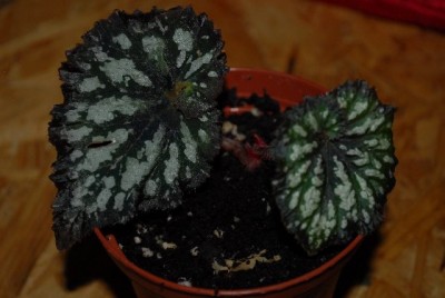 Begonia213 027yy.jpg