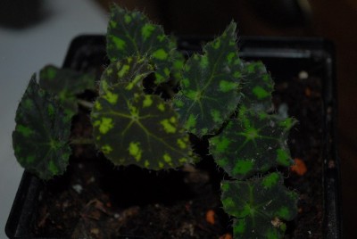 Begonia213 026yy.jpg