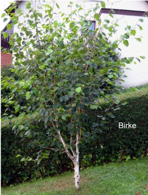 Birke.JPG