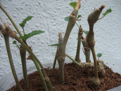 DSCF6517.JPG