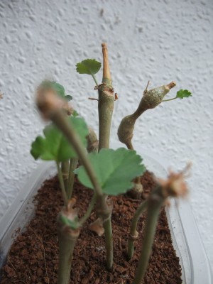 DSCF6518.JPG