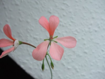 DSCF6522.JPG
