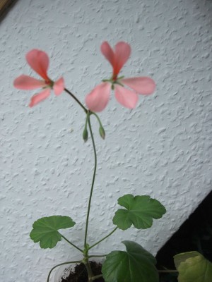 DSCF6525.JPG