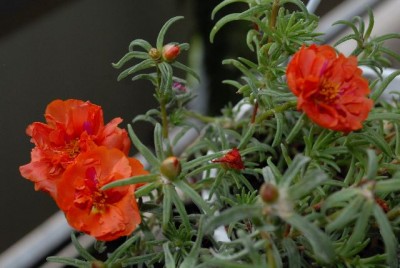 Portulakröschen 017yy.jpg