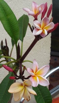 Plumeria_Blueten_1.JPG