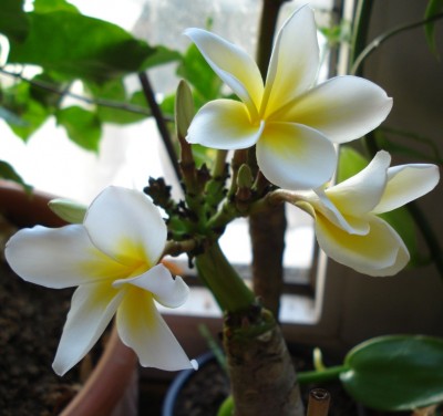 Plumeria_weiss_Gelb.JPG