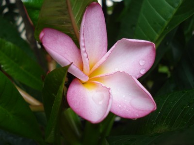 Plumeria_2.JPG
