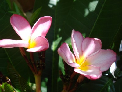 Plumeria_1.JPG
