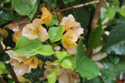 Bougainvillea_orange.JPG