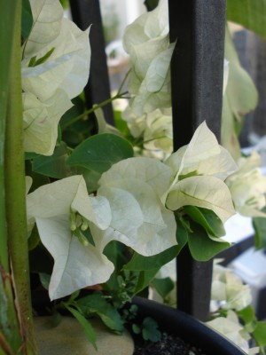 Bougainvillea_weiss.JPG