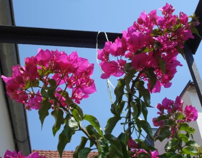 Bougainvillea.JPG