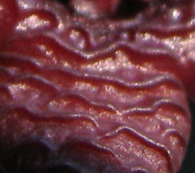 Stapelia simili Blütenblattausschnitt.jpg