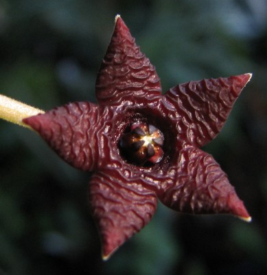 Stapelia simili   Blüte.jpg
