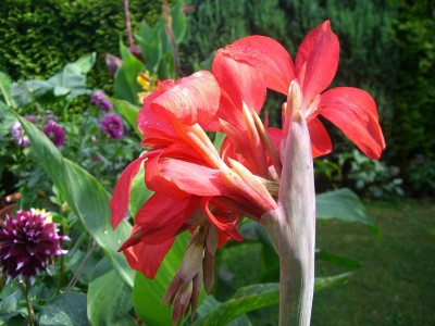 Canna La boheme 29.07.JPG