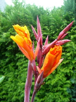 Canna Durban 29.07..JPG