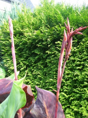 Canna Durban 29.07.JPG
