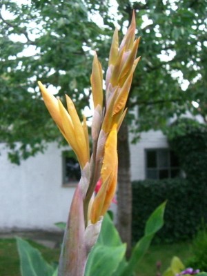Canna Angel Martin 29.07..JPG